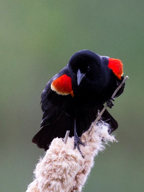 Red-winged Blackbird, Valle Crucis Community Park